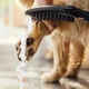 Ручная лейка для душа HANSGROHE DogShower 150 26640670 Matt Black - изображение 3