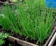 Семена Лук батун Апрельский, 1 г (GL Seeds) - изображение 3