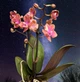 Орхідея (підліток зараз без квітів) TopDreams фаленопсис Phal. Dusty Belle 232861 ароматна парфюмерна фабрика з гарним листям в крап, квіти 4 см 1.7 (торфстакан) - изображение 11