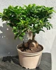 Бонсай Фикус Гинсенг Микрокарпа Ficus Microcarpa Ginseng в вазоне 22х50 см. (10288) - изображение 1