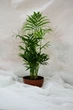 Пальма Хамедорея Chamaedorea Elegans, горщик d9, h 30-35 см - изображение 1