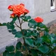Саджанці спрей троянди Келлі - зображення 5