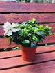 Гардения жасминовая (Gardenia jasminoides), горшок d 13, h 25-30 см - изображение 1