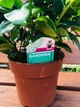 Гардения жасминовая (Gardenia jasminoides), горшок d 13, h 25-30 см - изображение 3
