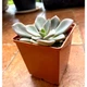 Суккулент Граптоверия Дебби (Graptoveria Debbie), контейнер 7*7*8 см (s031s) - изображение 1