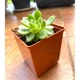 Суккулент Эхеверия Мебина (Echeveria Mebina ), контейнер 7*7*8 см (s035s) - изображение 1