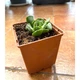 Суккулент Адромисхус гребенчатый (Adromischus cristatus), контейнер 7*7*8 см (s028s) - изображение 1