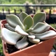 Суккулент Граптоверия Дебби (Graptoveria Debbie), контейнер 7*7*8 см (s031s) - изображение 2