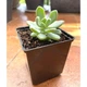 Сукулент Пачеверiя Клавата (Pachyveria Clavata), контейнер 7*7*8 см (s034s) - зображення 1