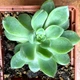 Суккулент Эхеверия Мебина (Echeveria Mebina ), контейнер 7*7*8 см (s035s) - изображение 2