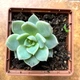 Суккулент Эхеверия Лола (Echeveria Lola), контейнер 7*7*8 см (s032s) - изображение 2