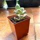Суккулент Пахифитум яйцевидный Лунный камень (Pachyphytum oviferum), контейнер 7*7*8 см (s036s) - изображение 1