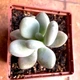 Суккулент Пахифитум яйцевидный Лунный камень (Pachyphytum oviferum), контейнер 7*7*8 см (s036s) - изображение 3