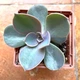 Сукулент Ехеверія Перлина Нюрнберга (Echeveria Perle von Nurnberg), контейнер 7*7*8 см (s033s) - зображення 2