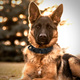 Тактический ошейник Primo DOG для собак, размер L (45-55см) - Black - изображение 5