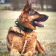 Тактический ошейник Primo DOG для собак, размер L (45-55см) - Army Green - изображение 6