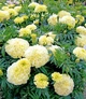 Семена Бархатцы Килиманджаро F1, 0,1 г (GL Seeds) - изображение 3