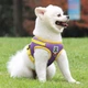 Повідець для собак і кішок M Violet-Yellow 4PawsStar, Chansin (66236595) - зображення 6