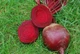 Семена Свекла столовая Ред Сан F1 Профессиональные семена 200 шт - изображение 3