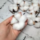 Натуральный хлопок сухоцвет головки Белые 10 шт - изображение 3