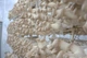 Мицелий Вешенки королевской, Pleurotus eryngii 100 г - изображение 3