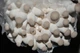 Мицелий Вешенки королевской, Pleurotus eryngii 100 г - изображение 6