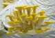 Мицелий Вешенки лимонно-жёлтой, Pleurotus citrinopileatus 100 г - изображение 1