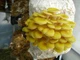 Мицелий Вешенки лимонно-жёлтой, Pleurotus citrinopileatus 100 г - изображение 2