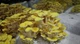 Мицелий Вешенки лимонно-жёлтой, Pleurotus citrinopileatus 100 г - изображение 3