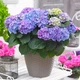 Саженцы Яскрава Гортензия Jip Blue контейнер 2 л (58307) - изображение 1
