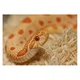 Субстрат з тополі Repti-Zoo Aspen Snake Bedding 2,4 л (SB001) для змій та копаючих рептилій - зображення 3