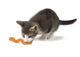 Игрушка для кошек Petstages Orkakat Wiggle Worm Dental Cat Chew Toy Червячок, 10 см - изображение 4