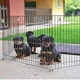 Загон для щенков Ferplast Dog Training 80х80х62 см (73300025) - изображение 4