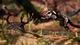 Ключ активации Away : The Survival Series для Xbox One/Series S/X - изображение 6
