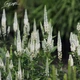Вероніка довголиста 'White'. Контейнер 0,5л - зображення 1