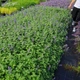 Котовник Фассена 'Hill Grounds'. Контейнер 0,5 л - изображение 3