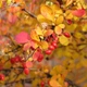 Барбарис Тунберга 'Atropurpurea' у 3-л контейнері - зображення 2