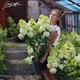 Гортензия метельчатая 'Sundae Fraise'®. Контейнер 3 л - изображение 3