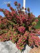 Вейгела 'Bristol Ruby'. Контейнер 3 л - зображення 4