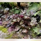 Гейхера 'Palace Purple', контейнер 1,5л - изображение 2