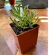 Суккулент Каланхоэ трубкоцветное (Kalanchoe delagoensi), контейнер 7*7*8 см (s039s) - изображение 1