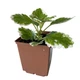 Суккулент Плектрантус колеусовидный вариегатный (Plectranthus Сoleoides variegata), контейнер 7*7*8 см (s037s) - изображение 1