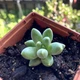 Суккулент Пахіфітум компактум (Pachyphytum Compactum), контейнер 7*7*8 см (s044s) - зображення 2