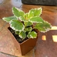 Суккулент Плектрантус колеусовидный вариегатный (Plectranthus Сoleoides variegata), контейнер 7*7*8 см (s037s) - изображение 3