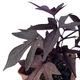 Суккулент Ипомея батат (Ipomaea batatas Sweet Caroline Purple), контейнер 7*7*8 см (s038s) - изображение 2