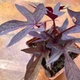 Суккулент Ипомея батат (Ipomaea batatas Sweet Caroline Purple), контейнер 7*7*8 см (s038s) - изображение 4