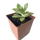 Суккулент Граптоверия Кальва (Graptoveria Calva), контейнер 7*7*8 см (s042s) - изображение 2