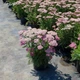 Деревій гібридний 'Tutti Frutti 'Pink Grapefruit' ®'. Контейнер 3 л - зображення 3