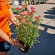 Тысячелистник гибридный Tutti Frutti 'Apricot Delight ®'. Контейнер 3 л - изображение 5