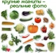 Набір магнітів Magdum "Овочі" ML4031-12 EN - зображення 8